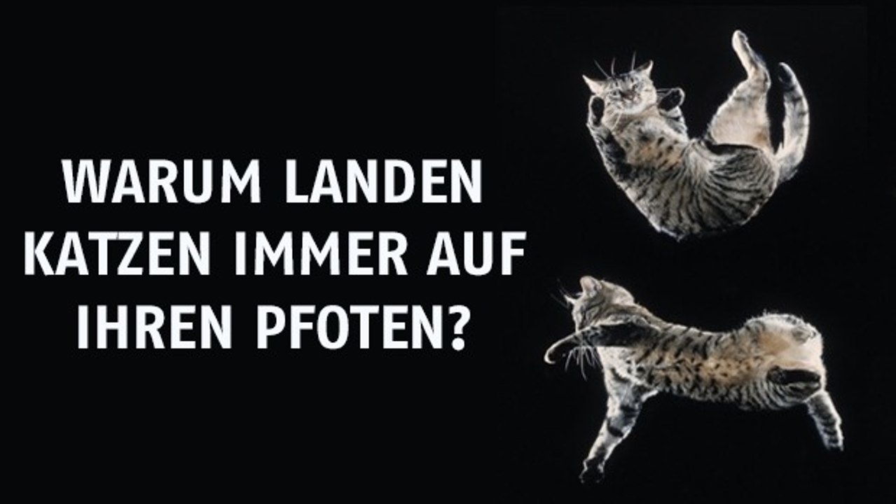 Warum Katzen beim Fallen immer auf den Pfoten landen