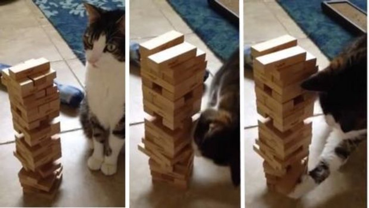 Diese Katze hat ein unbestrittenes Talent für Gesellschaftsspiele