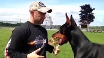 Dieser Dobermann ist beeindruckend gut dressiert.