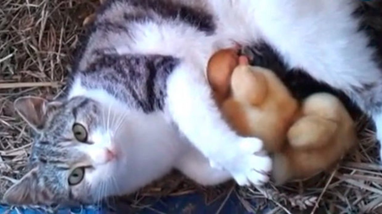 Die erstaunliche geschichte von 3 jungenten, die von einer katze aufgezogen wurden.