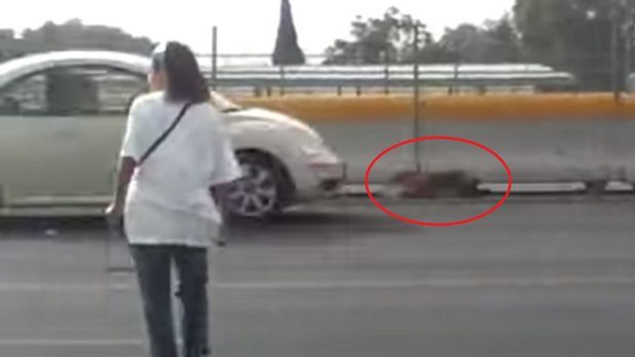 Zur rettung eines hundes hat diese frau ihr leben in gefahr gebracht. sie war absolut heldenhaft.