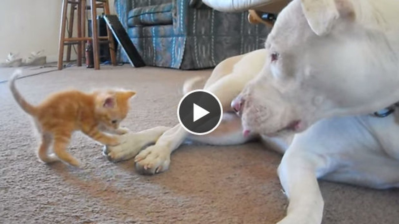 Dieser Pitbull trifft zum ersten Mal auf ein Kätzchen - seine Reaktion zu beobachten, ist sehr spannend.