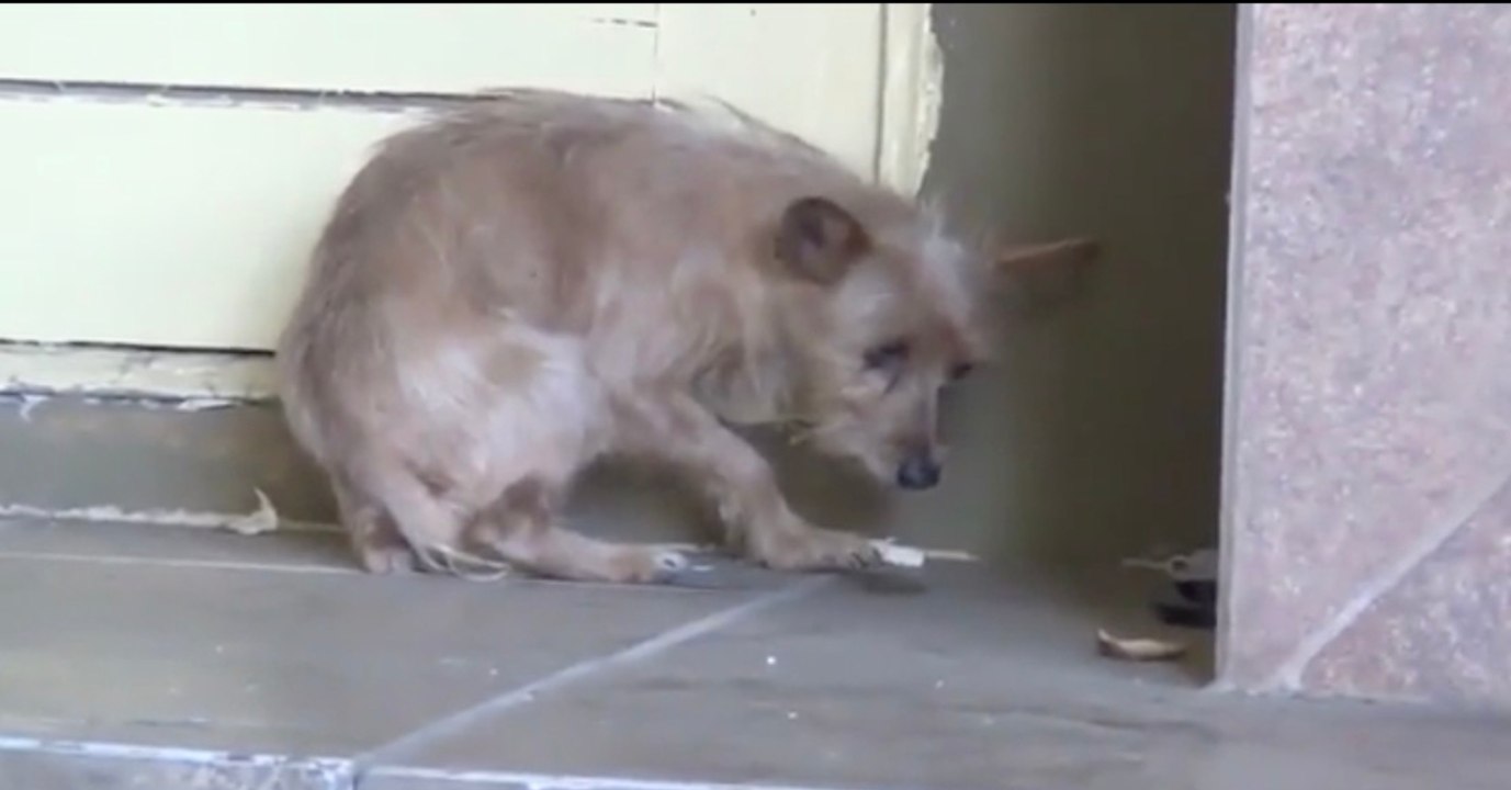 Hund zittert vor Angst, als sich dieser Mann nähert