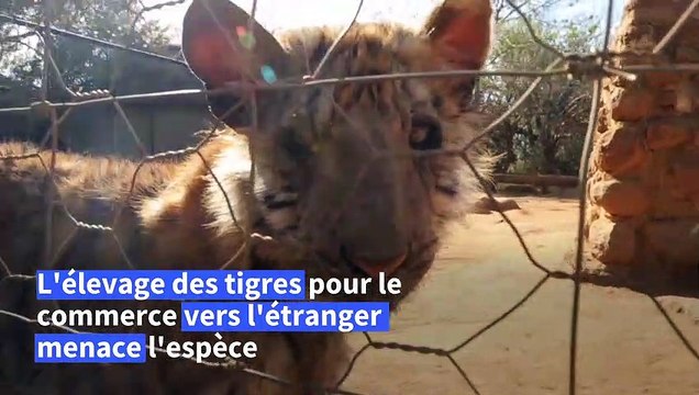 Afrique du Sud: les tigres menacés par l'élevage commercial vers l'étranger