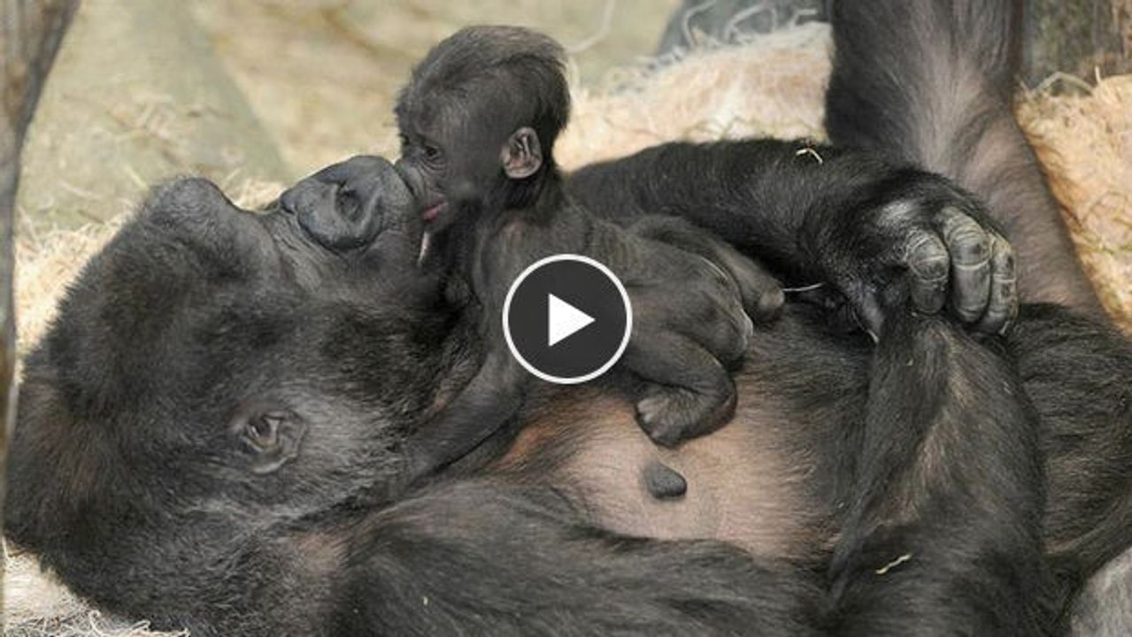Diese Gorilla-Mutter schützt ihr Baby auf bezaubernde Art und Weise.