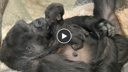 Diese Gorilla-Mutter schützt ihr Baby auf bezaubernde Art und Weise.