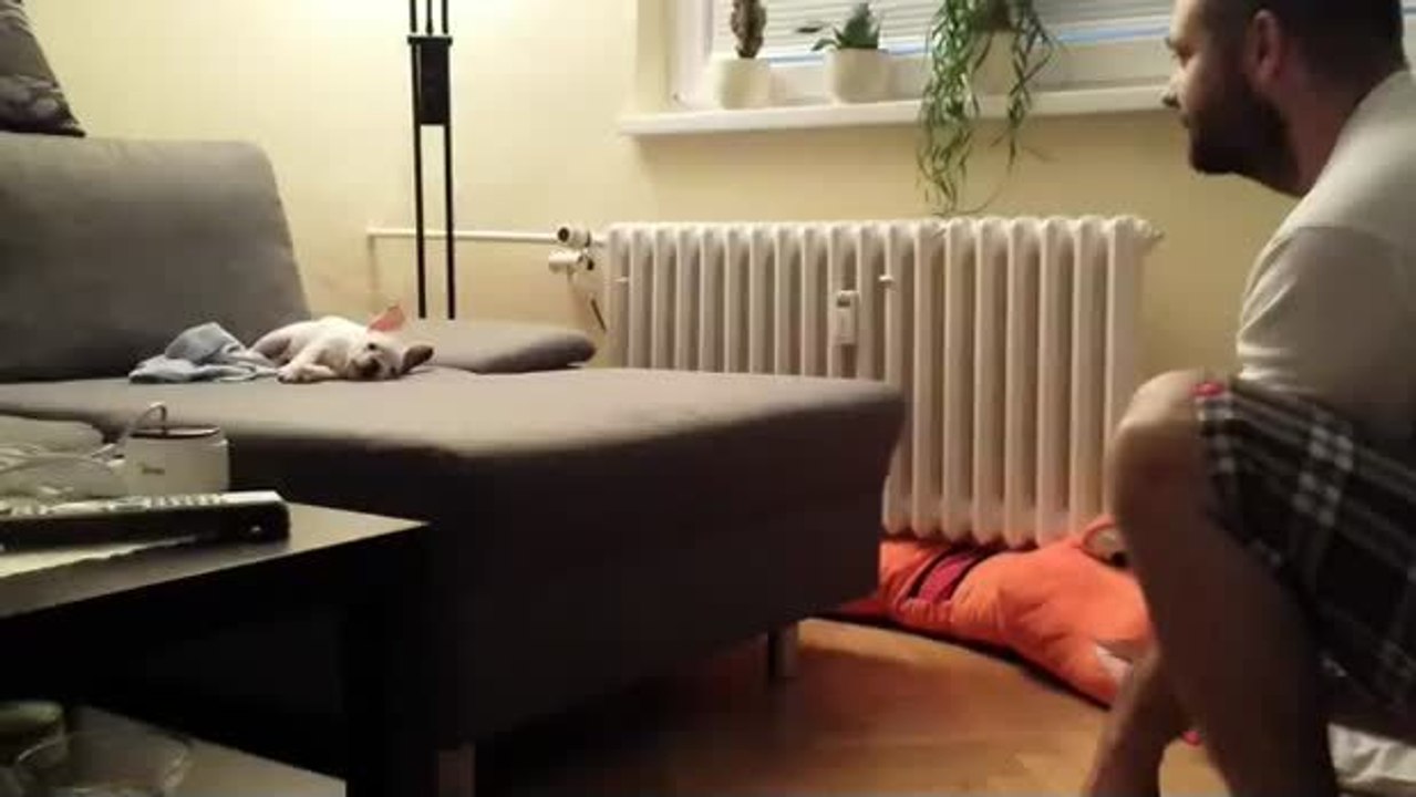 Dieser welpe muss allen seinen mut zusammennehmen, um für eine umarmung seines herrchens hochzuspringen. es ist niedlich.