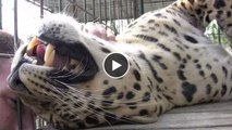 Dieser Leopard ist so verschmust wie eine Katze. Das glauben Sie nicht? Sehen Sie selbst!