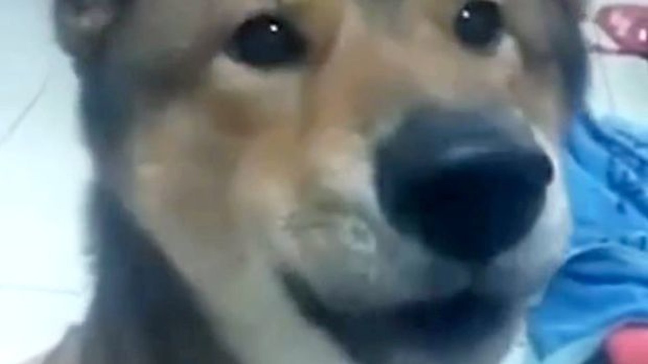 Dieser kleine Hund kann mit seinem Herrchen reden.