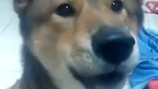 Dieser kleine Hund kann mit seinem Herrchen reden.