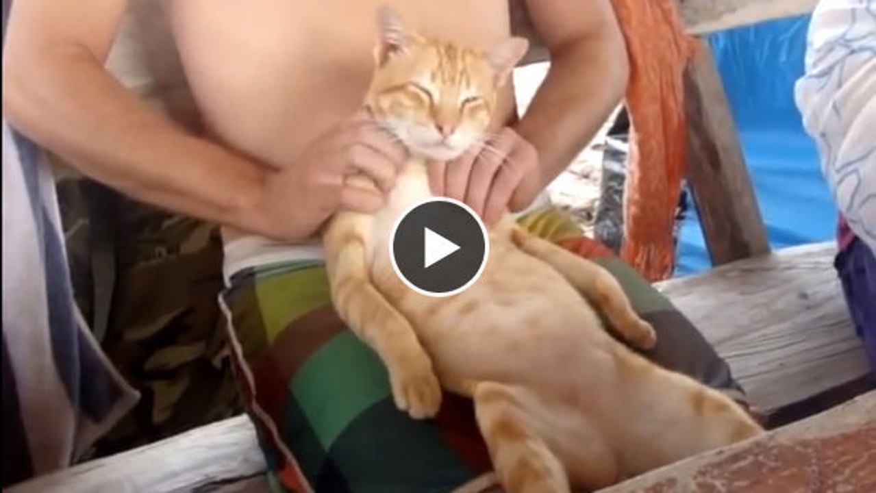 Diese Katze liebt Massagen - vor allem von Herrchen!