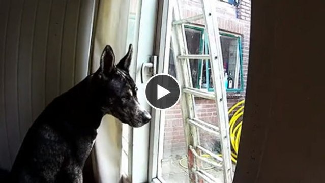 Diesem Hund gelingt der Ausbruch aus seinem Haus... Aber wie stellt er das an?
