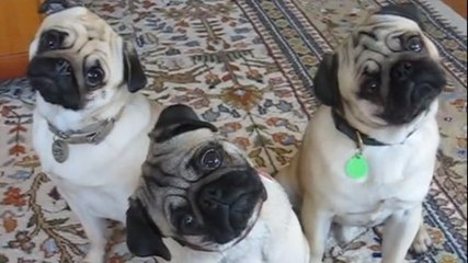 Diese Möpse machen witzige Bewegungen mit ihren Köpfen. Sie erraten sicher nicht warum.