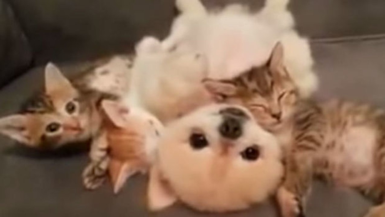 Diese frau hat eine unglaublich süße szene mit ihrem hund und ihren katzen gefilmt.