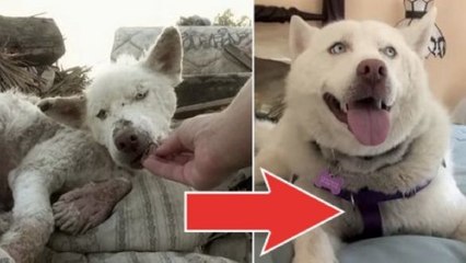 Download Video: Dieser Hund wäre fast auf einer Müllhalde verhungert. Doch diese Leute haben ihm das Leben gerettet.