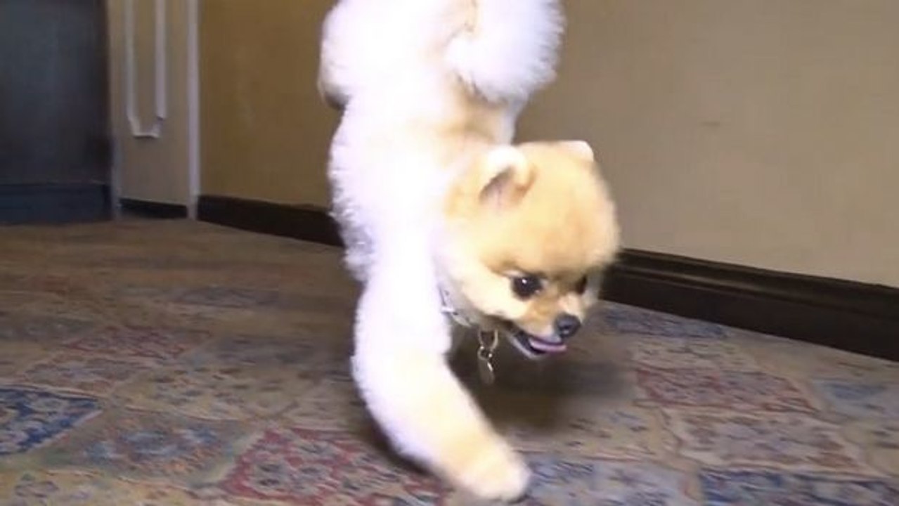 Dieser süße Hund stellt einen unglaublichen Weltrekord auf. Das können Sie sicher nicht nachmachen.
