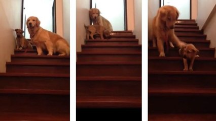 So süß kümmert sich diese Hunde-Mama um ihr Kleines