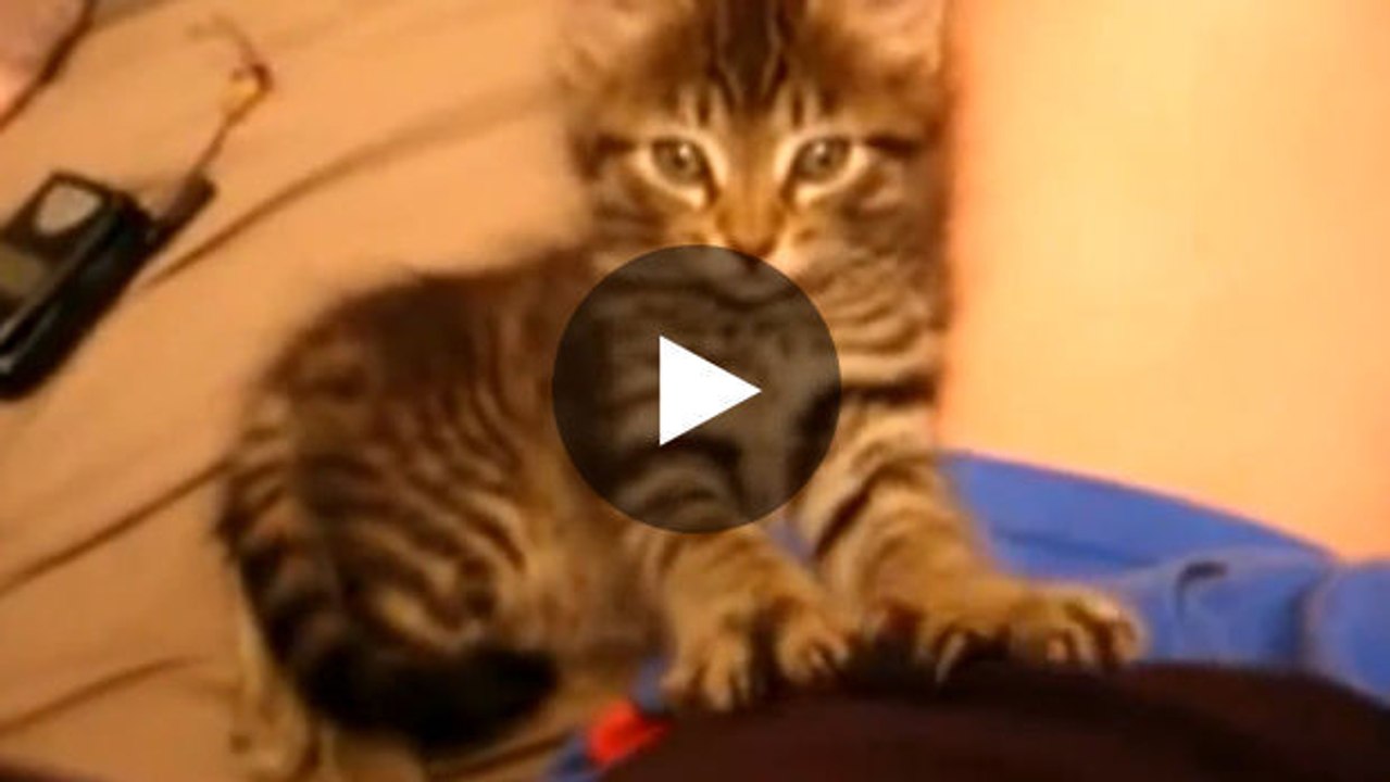 Dieses Kätzchen schläft blitzartig ein, wenn es eine bestimmte Bewegung macht.