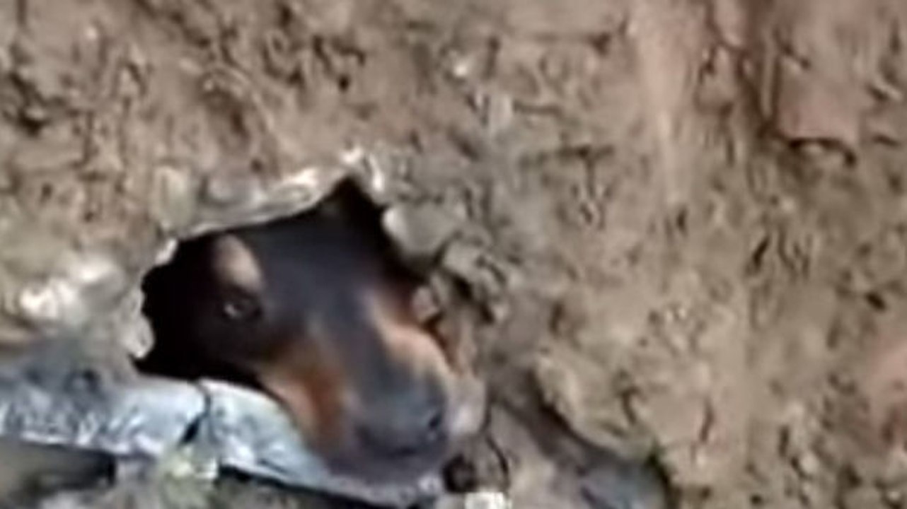 Ein Mann rettet einen nach einem Erdrutsch gefangenen Hund.