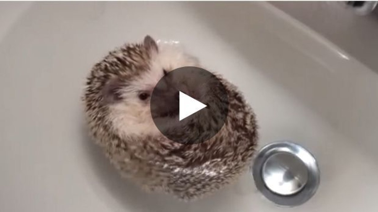 Ein igelbaby geht baden und wird zu einer igel-boje.