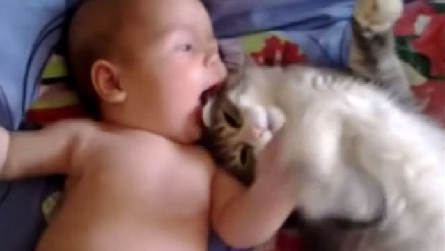 Dieses Kätzchen trifft zum ersten Mal dieses Baby. Die Reaktion der Katze ist sehr berührend.