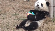 Dieser Babypanda hat ein neues Spielzeug gefunden. Er kann sich gar nicht mehr davon trennen.