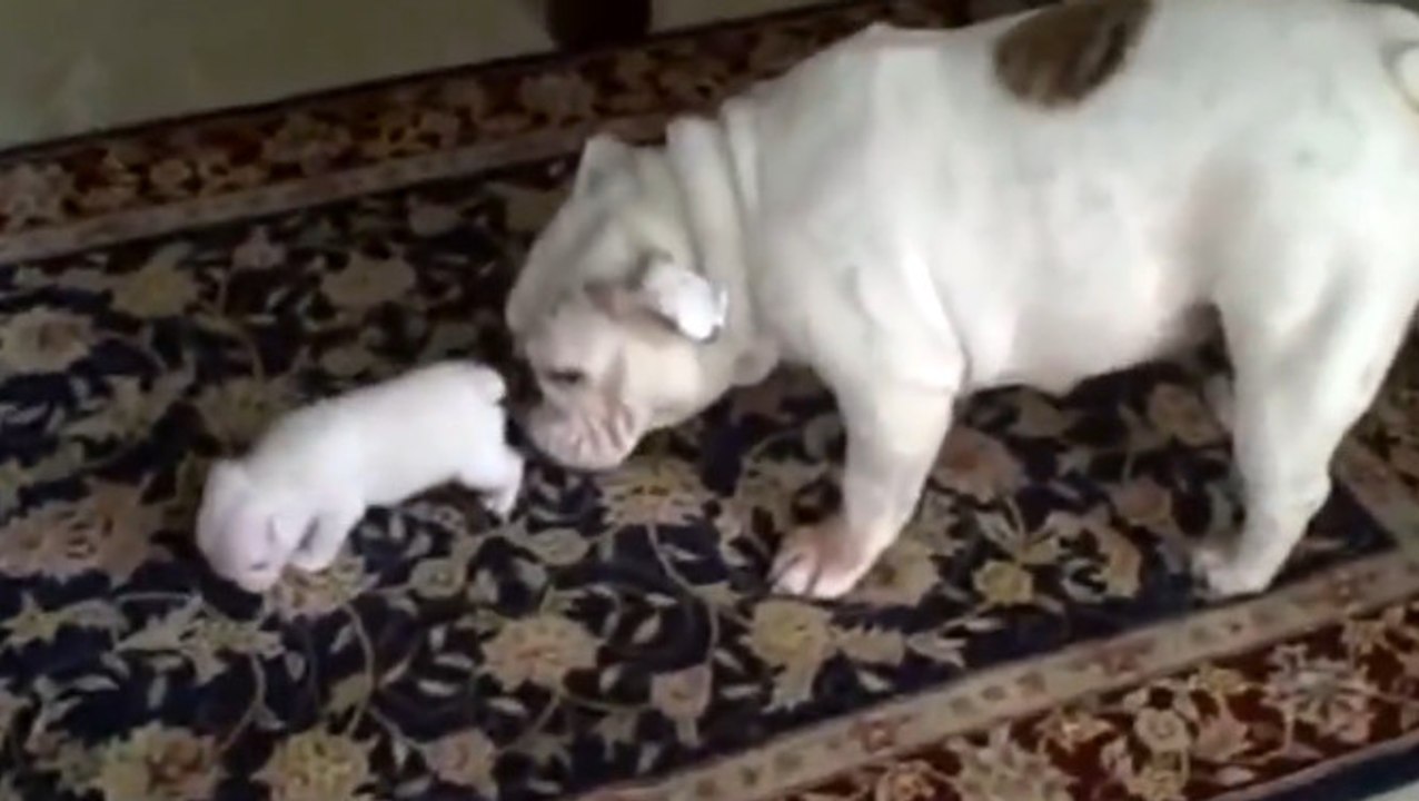 Ein Hund hilft seinem Jungen bei den ersten Schritten.