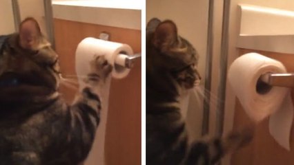 Скачать видео: Diese Katze hat einen Technik gefunden, um nie geschimpft zu werden. Entdecken Sie, wie sie das macht.