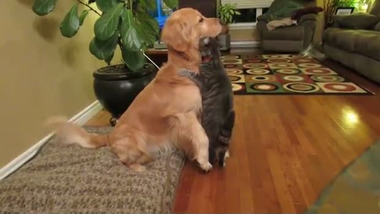 Diese Katze greift diesen Hund auf eigenartige Weise an. Sie werden es nicht glauben.