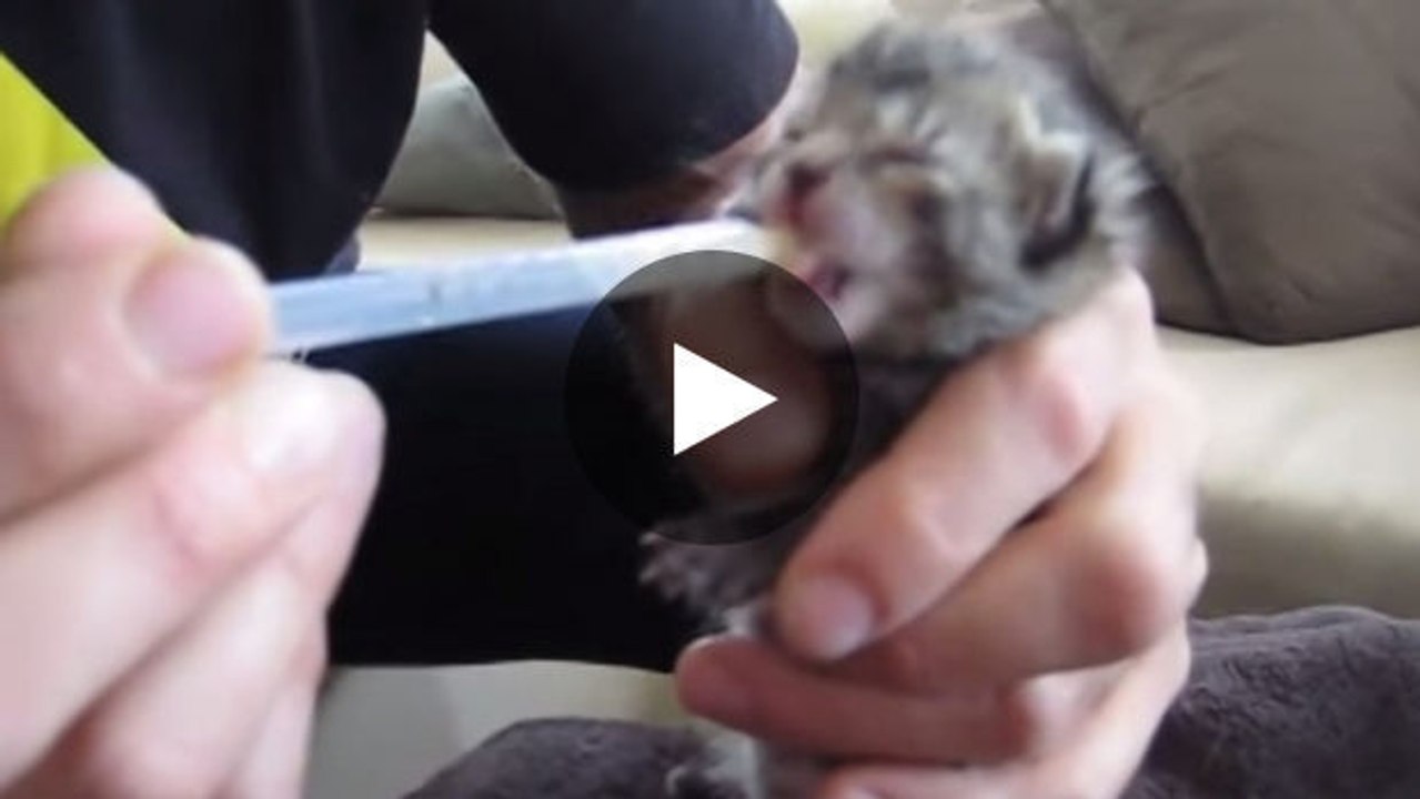 Dieser großzügige Mann rettet ein Kätzchen, das in einer Mülltonne ausgesetzt wurde, und füttert es. Eine sehr bewegende Geschichte.