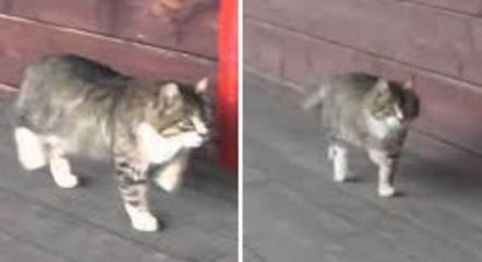 Diese Katze hätte in ihrem vorherigen Leben ein Pferd sein können. Hier sehen Sie warum.