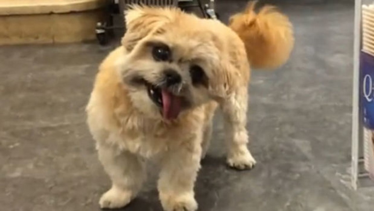 Dieser Hund besitzt eine Besonderheit. Es ist sicher, dass er einzigartig ist.