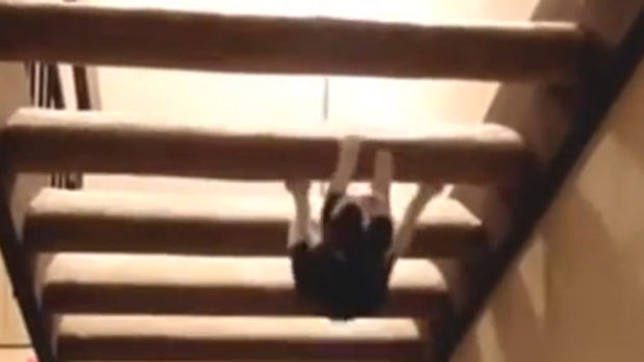 Diese Katze möchte die Treppe nicht wie jeder Andere nehmen.