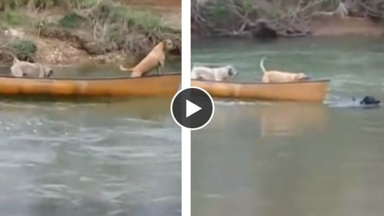 Dieser Hund ist unglaublich und noch mutiger als ein Mensch!