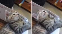 Dieser Mann hat die perfekte Technik gefunden, um seine Katze zum schlafen zu bringen.