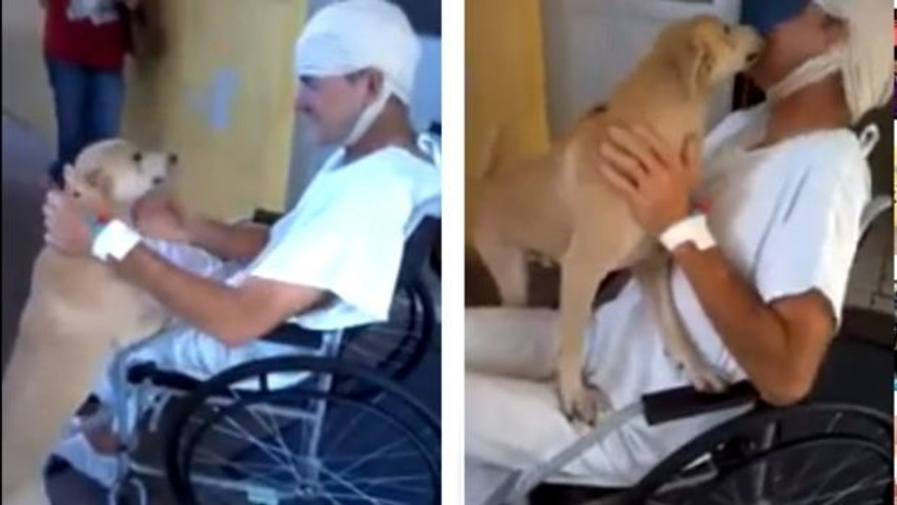 Dieser Hund hat 8 Tage lang vor dem Krankenhaus auf sein Herrchen gewartet. Sehen Sie hier seine Reaktion, als er entlassen wurde.