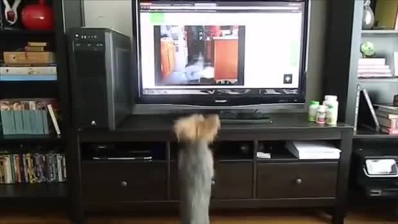 Als er das Video eines Hundes sieht, hat dieser kleine Hund eine merkwürdige Reaktion.