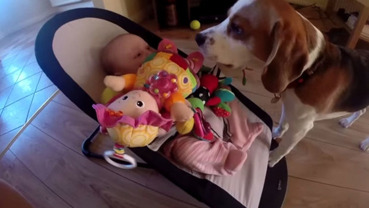 Dieser Hund klaut dem Baby sein Spielzeug und bereut es direkt im Anschluss. Raten Sie mal, wie er sich entschludigt.