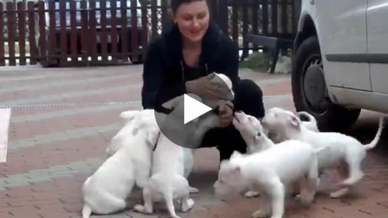 Die Liebe dieser Hundewelpen wirft diese Frau fast um.