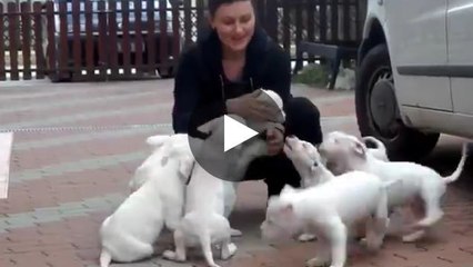 Die Liebe dieser Hundewelpen wirft diese Frau fast um.