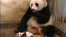 Diese Pandamama und ihr Kind haben alle Ruhe der Welt. Doch dann geschieht etwas Unerwartetes