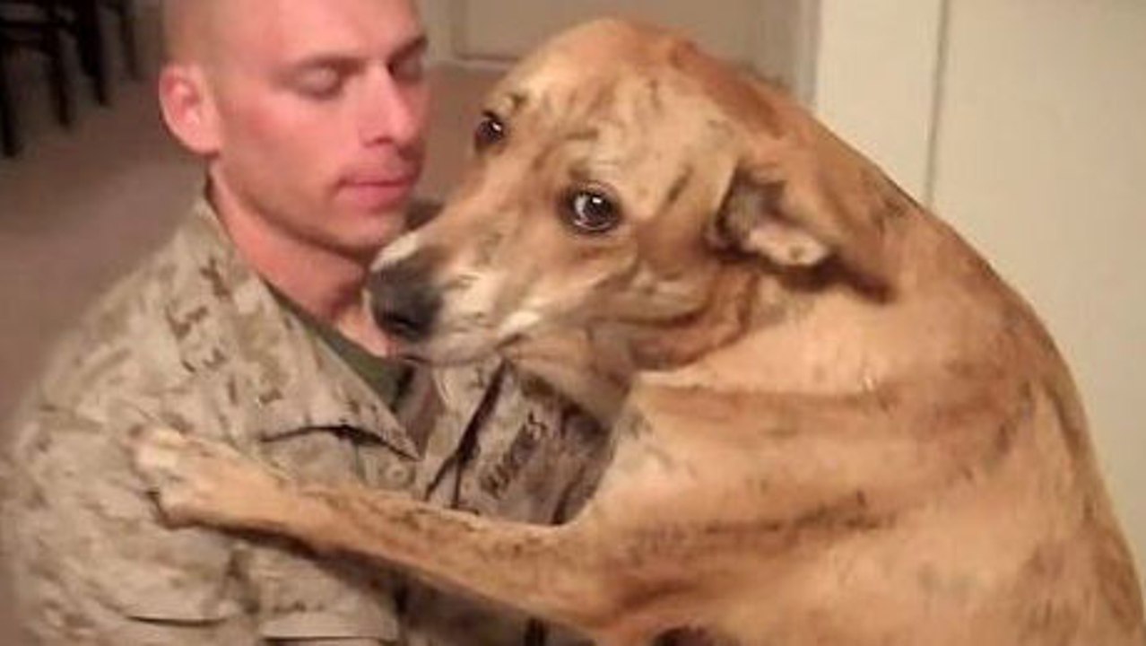 Als dieser soldat nach hause zurückkehrte, begrüßte ihn sein hund auf eine unvergessliche weise.