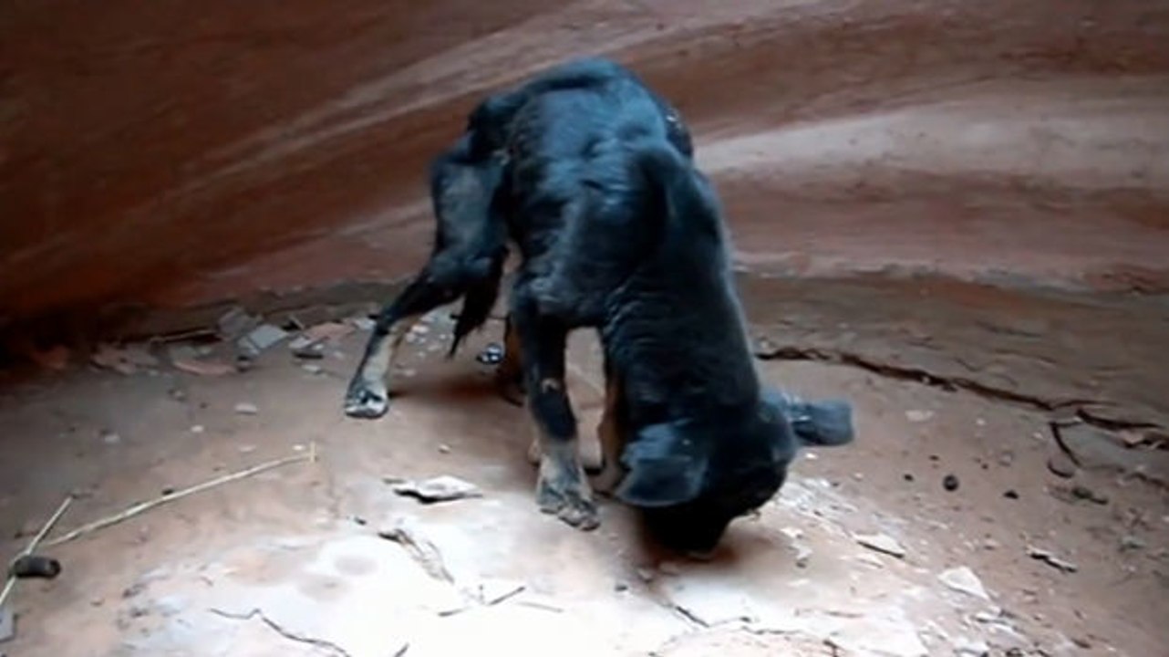 Dieser Hund wurde in einer Felsschlucht ausgesetzt. Ein großherziger Mann hat jedoch das Unmögliche für ihn möglich gemacht.