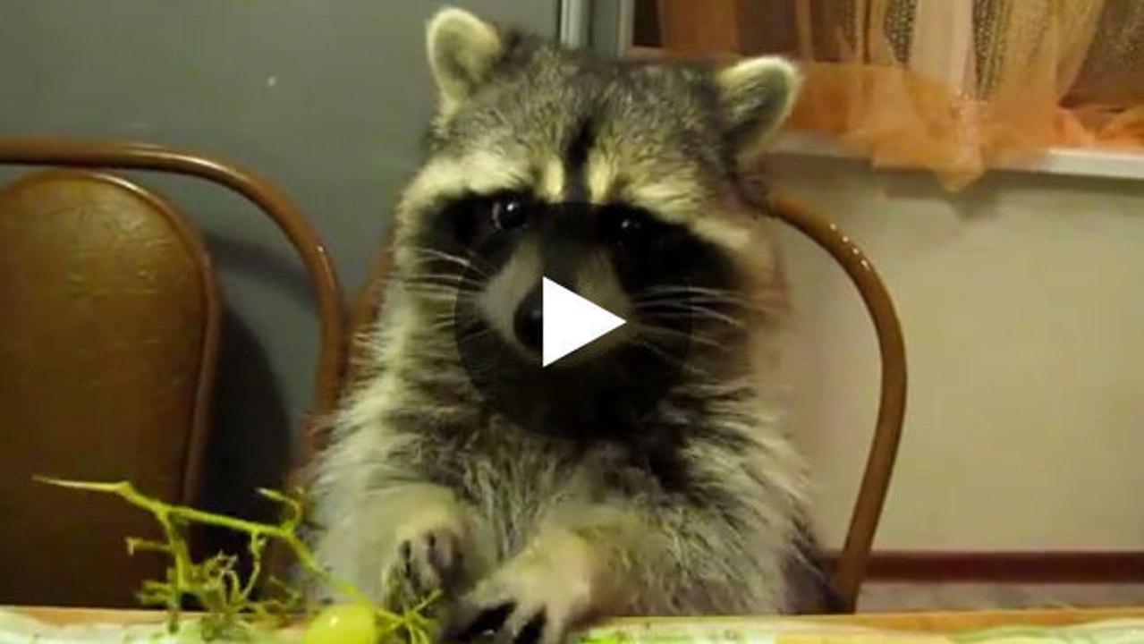 Ein Waschbär frisst Weintrauben.