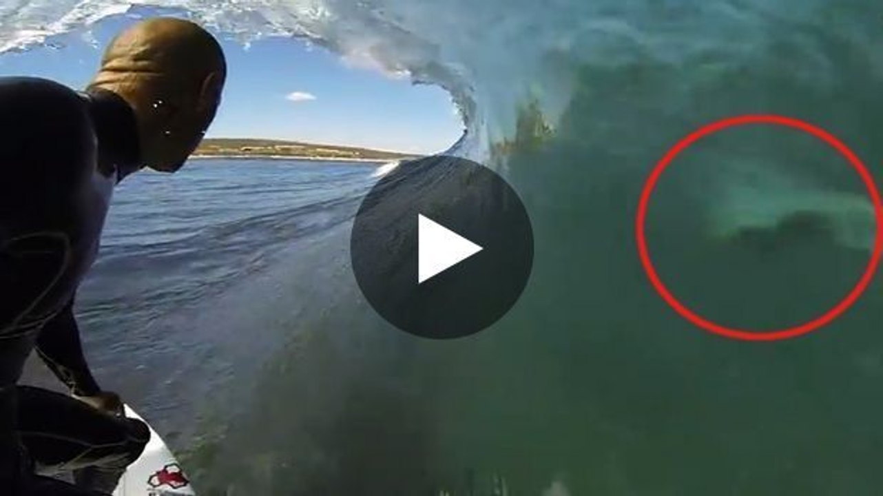 Dieser Mann hatte beim Surfen eine einzigartige Begegnung.