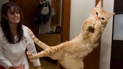 Diese Katze möchte ihr Lieblingsspiel spielen.