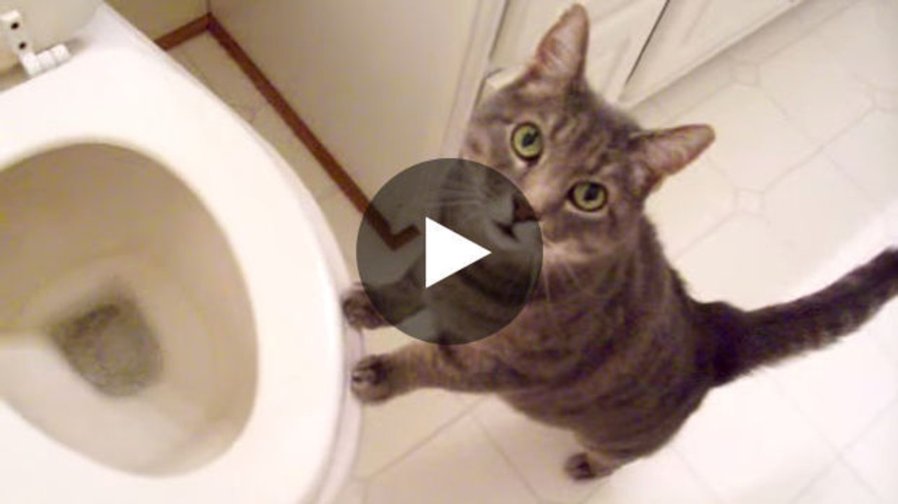 Diese Katze ist ein Fan von Toilettenspülungen.