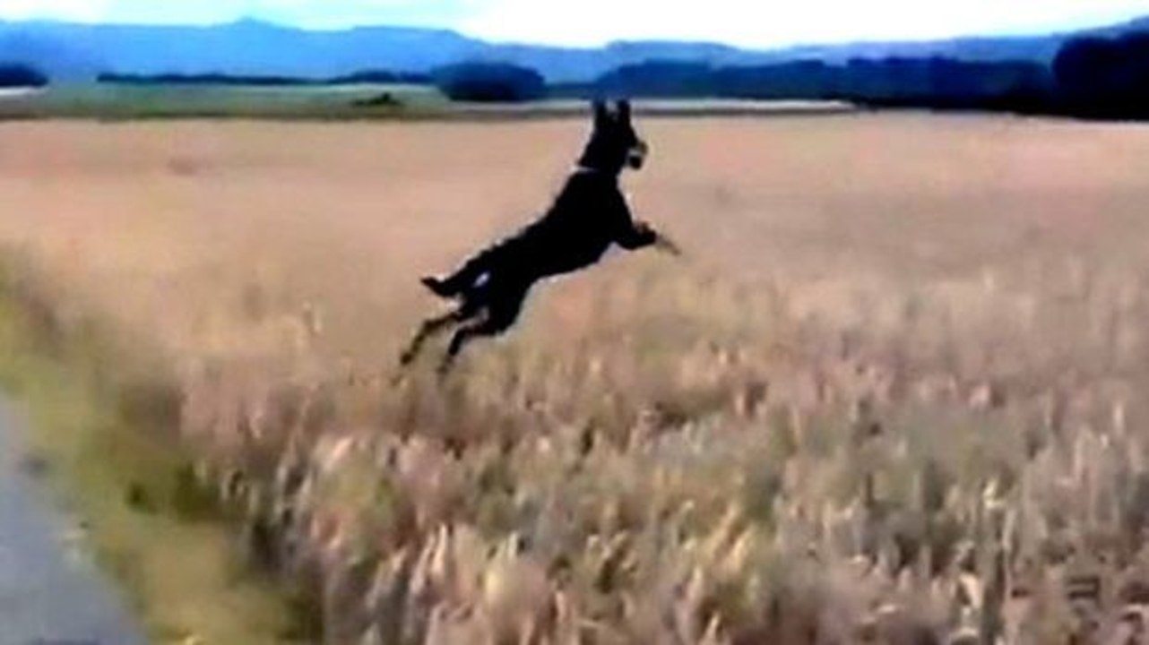 Dies ist der glücklichste Hund der Welt und zeigt dies auch.