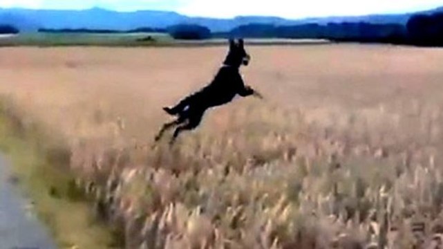 Dies ist der glücklichste Hund der Welt und zeigt dies auch.