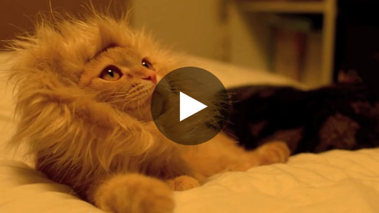 So verwandeln Sie Ihre Katze in einen Löwen.